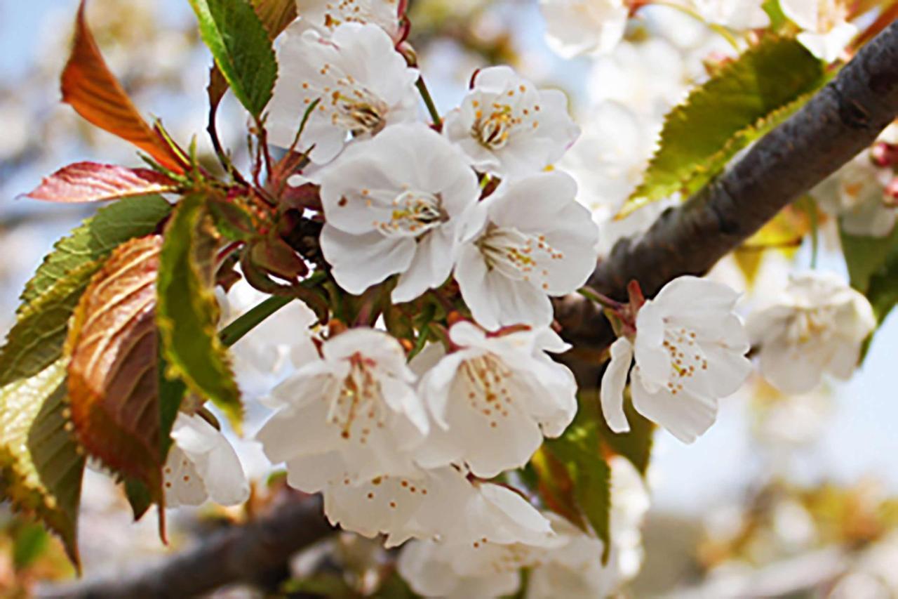 Aroma De Primavera En Casas Rurales Acebuche Casas del Monte Zewnętrze zdjęcie