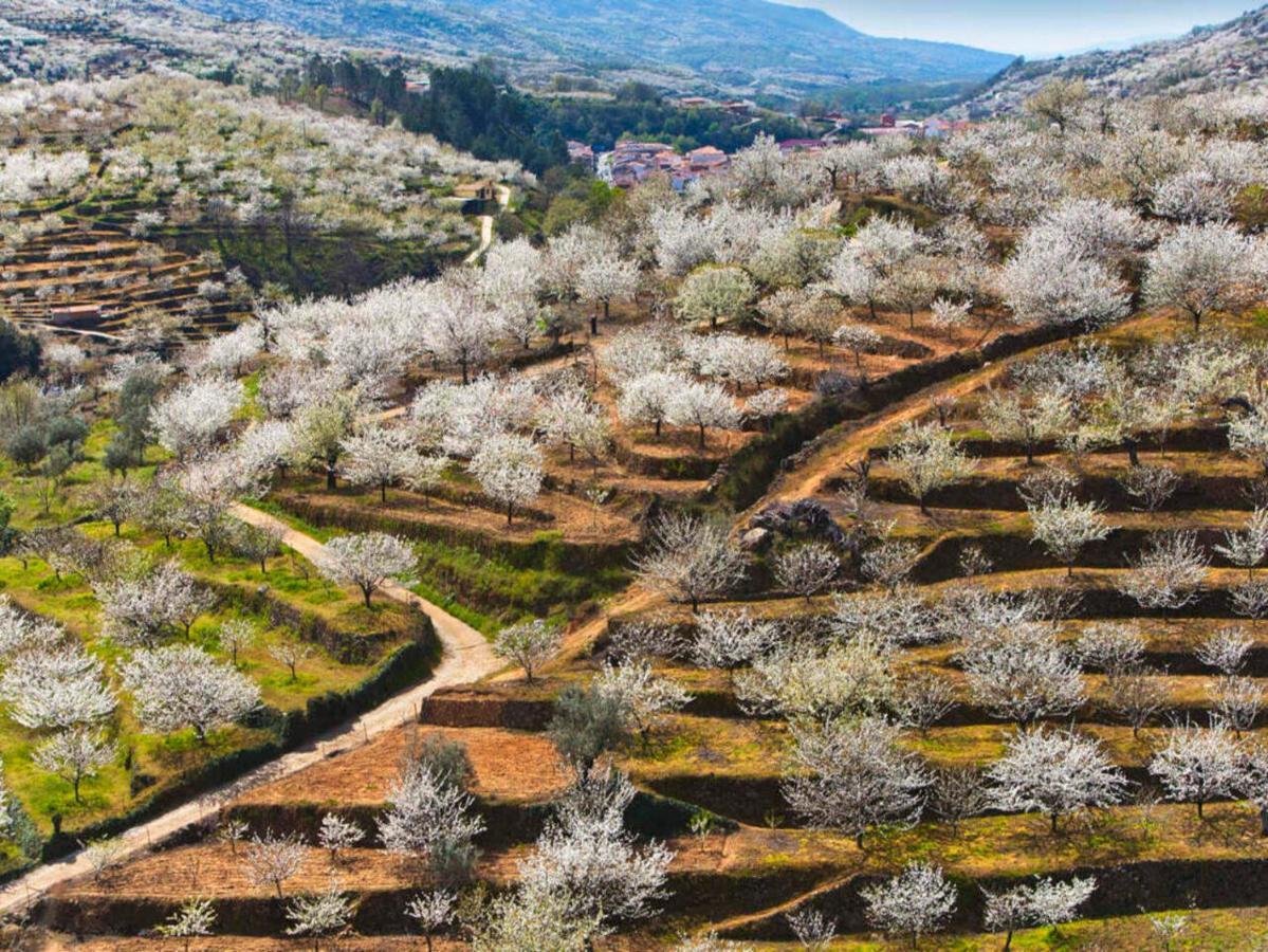 Aroma De Primavera En Casas Rurales Acebuche Casas del Monte Zewnętrze zdjęcie