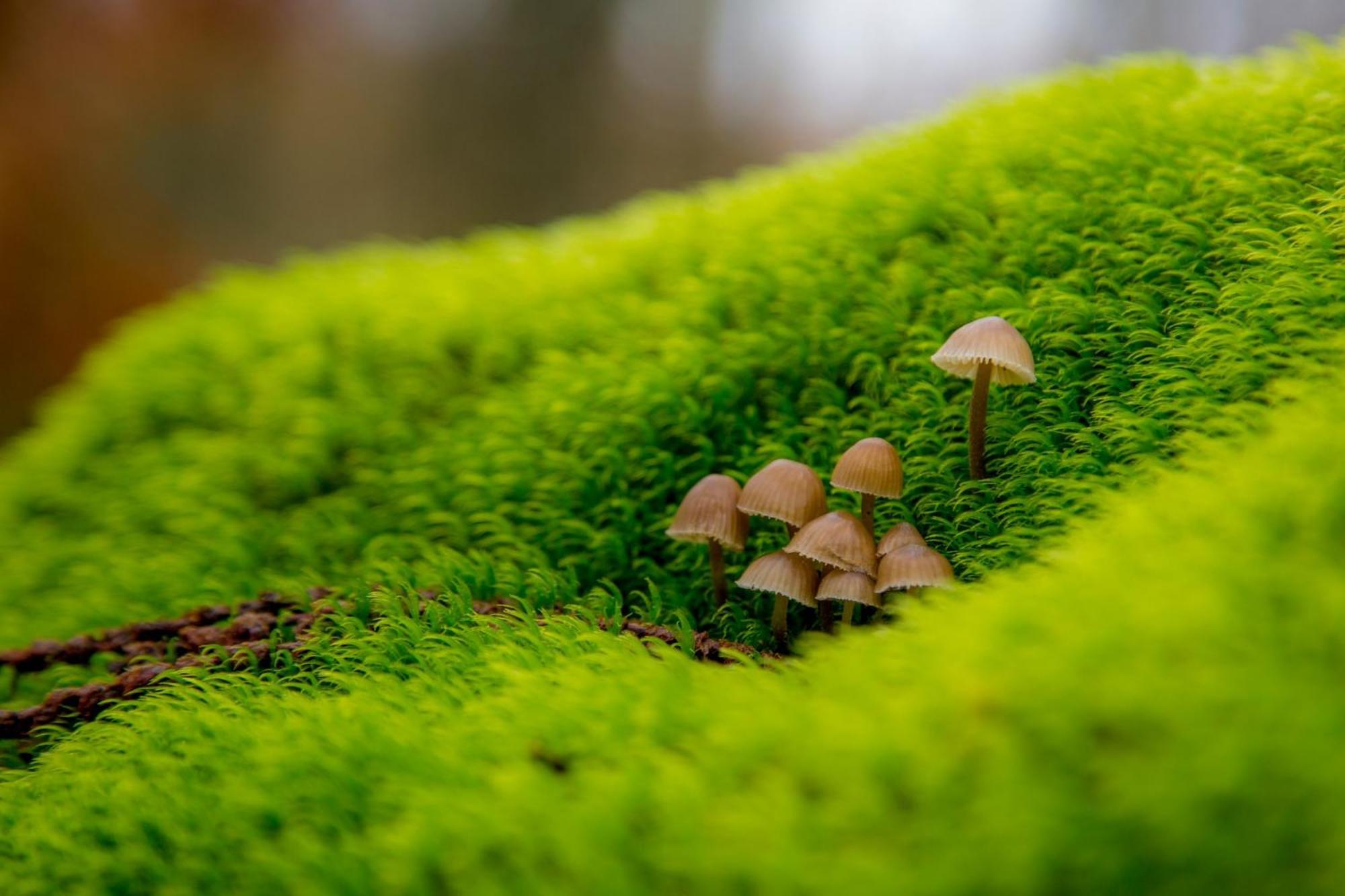 Aroma De Primavera En Casas Rurales Acebuche Casas del Monte Zewnętrze zdjęcie