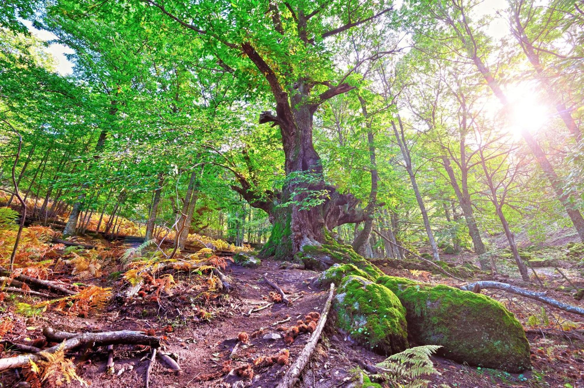 Aroma De Primavera En Casas Rurales Acebuche Casas del Monte Zewnętrze zdjęcie